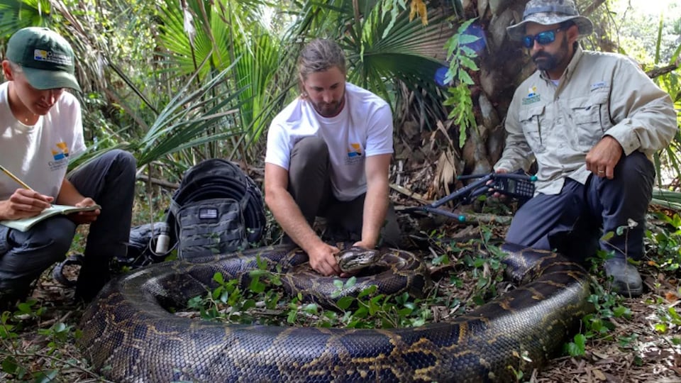 748 pythons removed in record-breaking capture from Florida’s Everglades