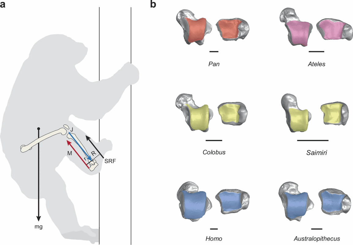 Scientists Just Found New Proof That Humans Evolved From Ape-Like ...
