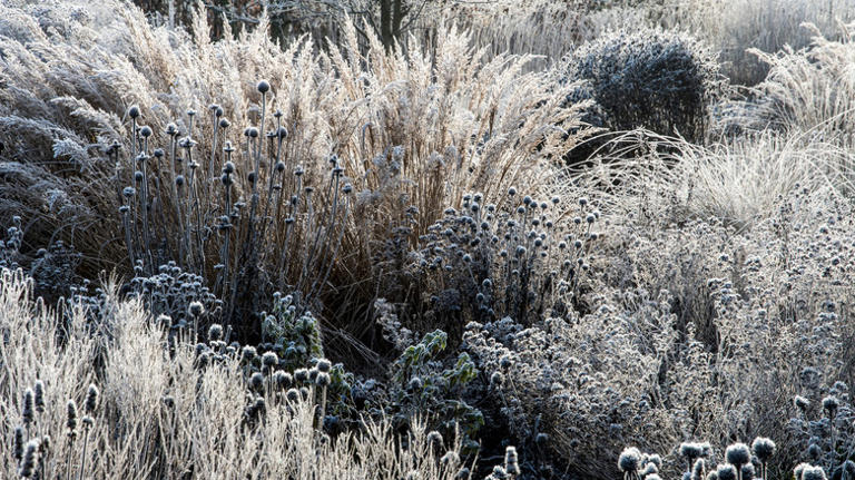 Leave Your Garden Perennials All Winter. Here's Why