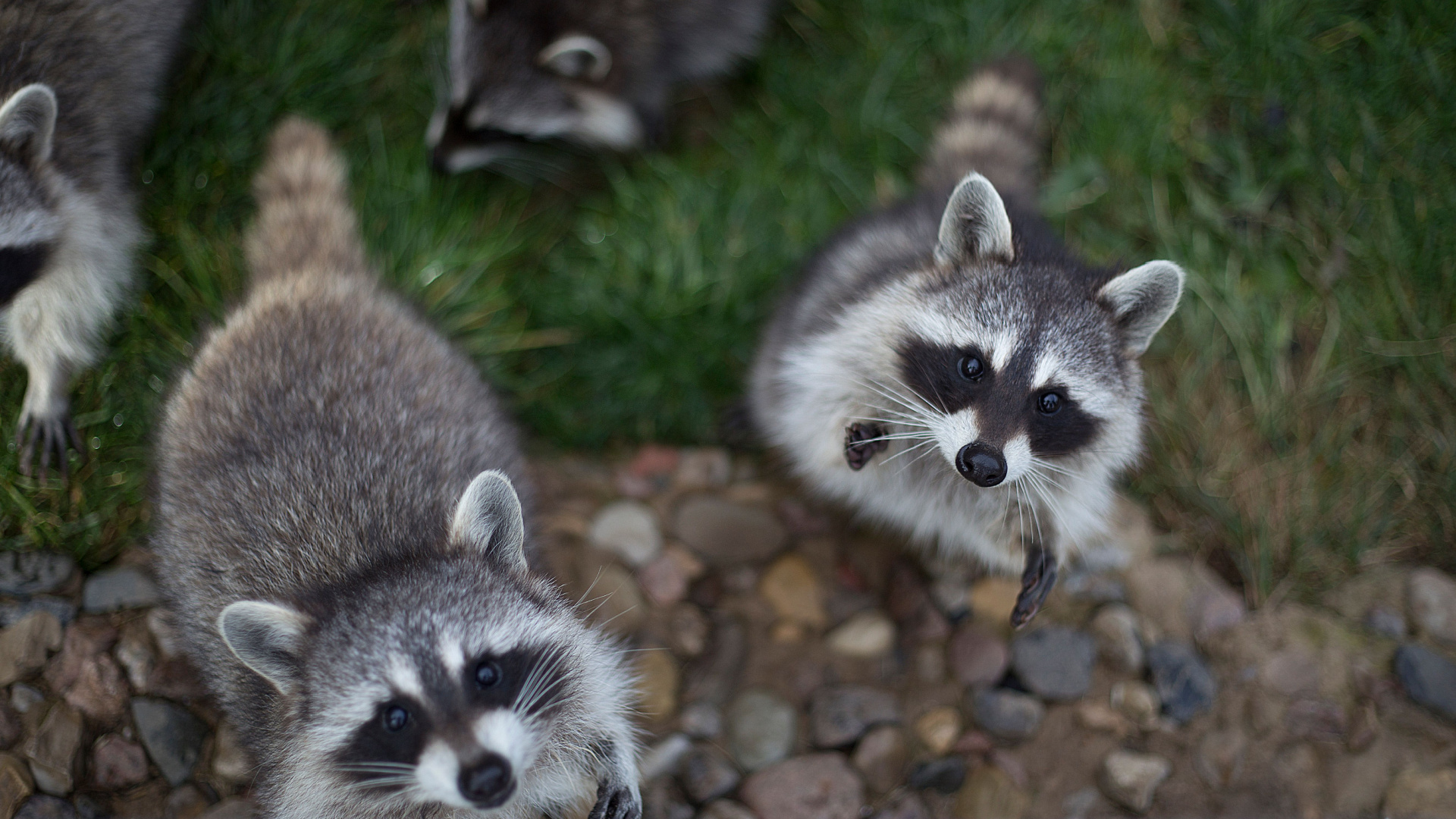 Effective Ways To Deter Raccoons From Your Yard, According To Experts