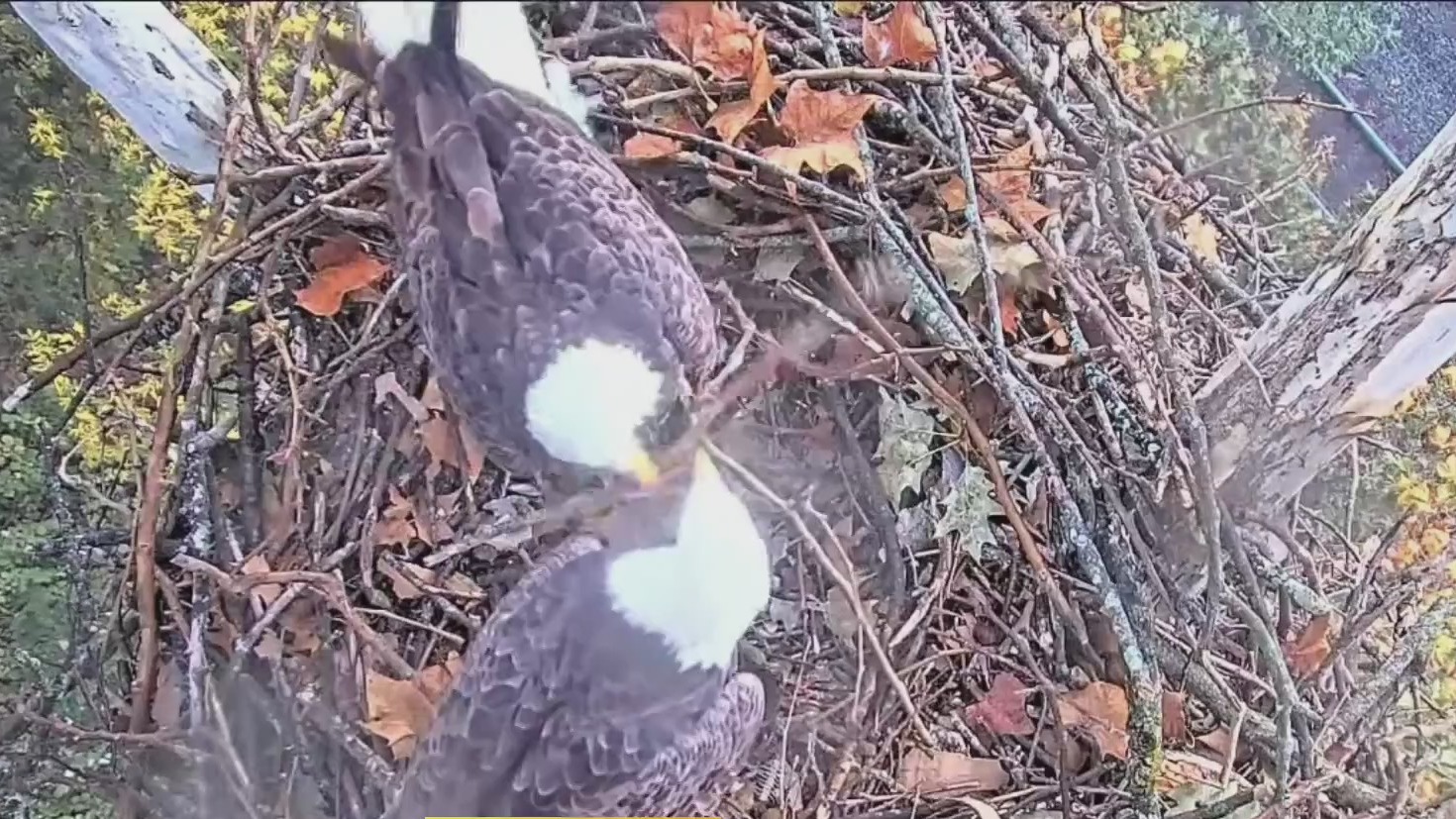 New camera offers overhead view of U.S. Steel bald eagle nest