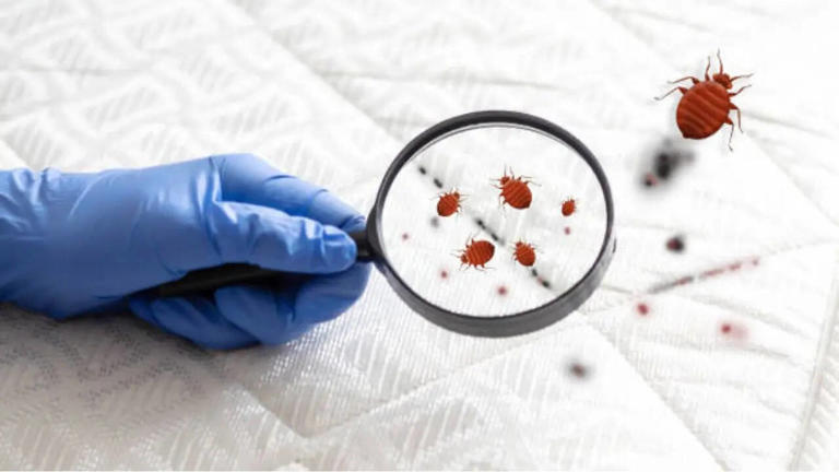 Bed Bug Outbreak at Google's Manhattan Office Reported; Are They Dangerous?