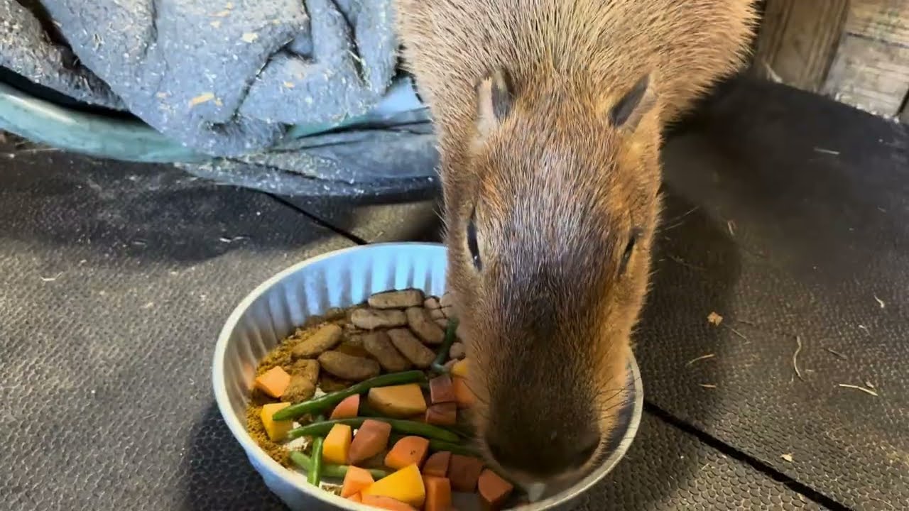 Life With Capybaras: My Daily Routine Taking Care of These Gentle Giants