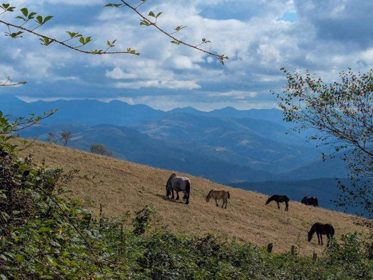 I walked the original Camino – it’s a challenge, but short and ...