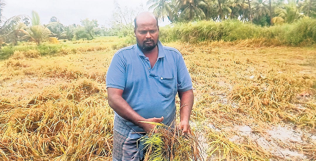 Heavy rain damages vast stretches of paddy fields across Cauvery delta ...