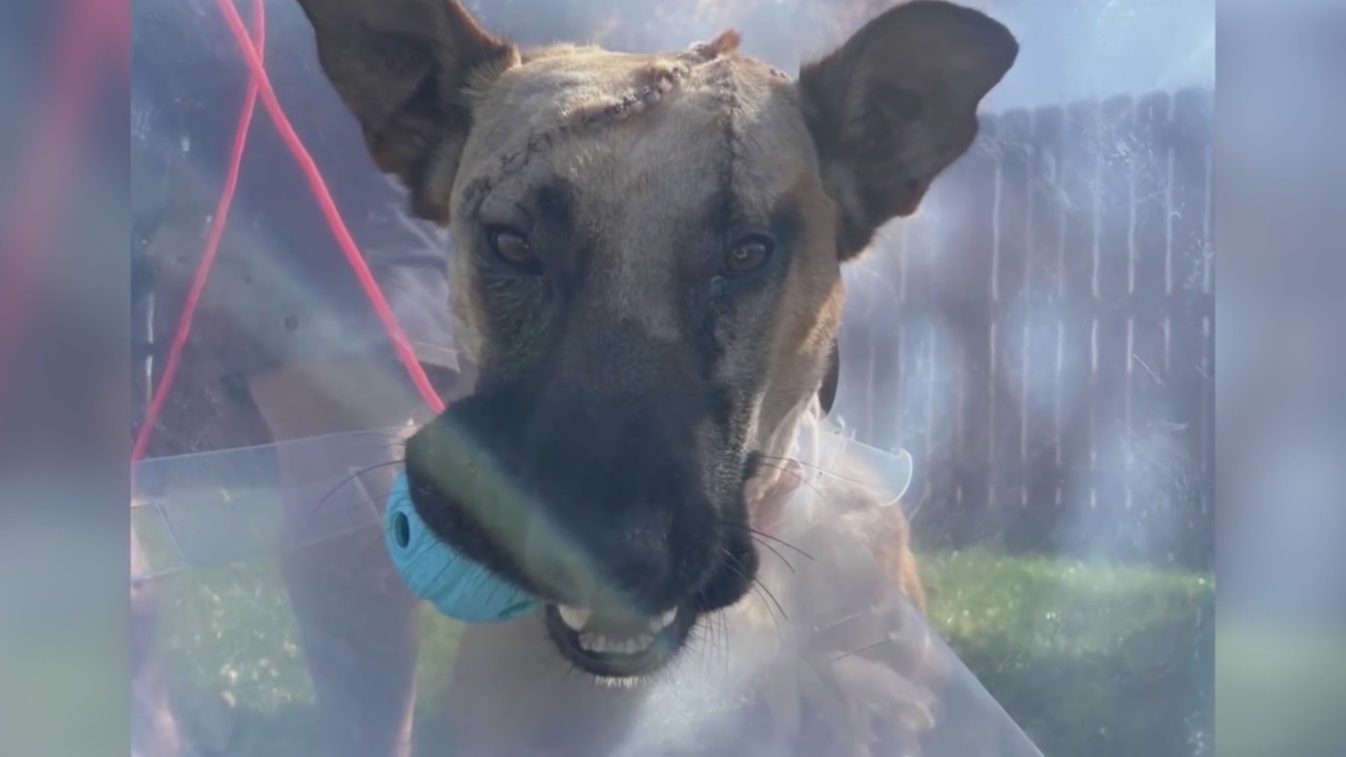 Police dog blood donations helped save K-9 Roam