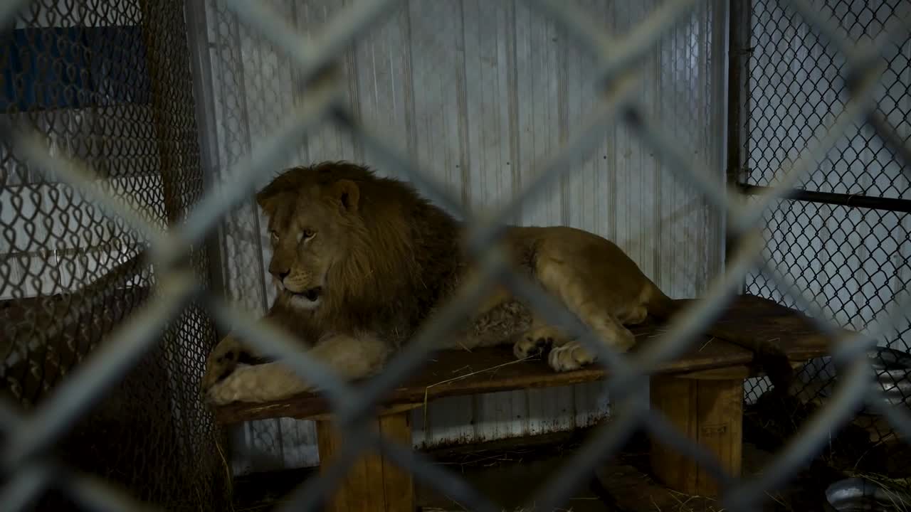 Lions abandoned on roadside in Quebec transported to sanctuary in Arkansas