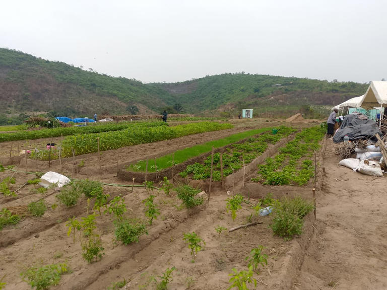Congo : 126 maraîchers s’unissent pour approvisionner Brazzaville en légumes frais