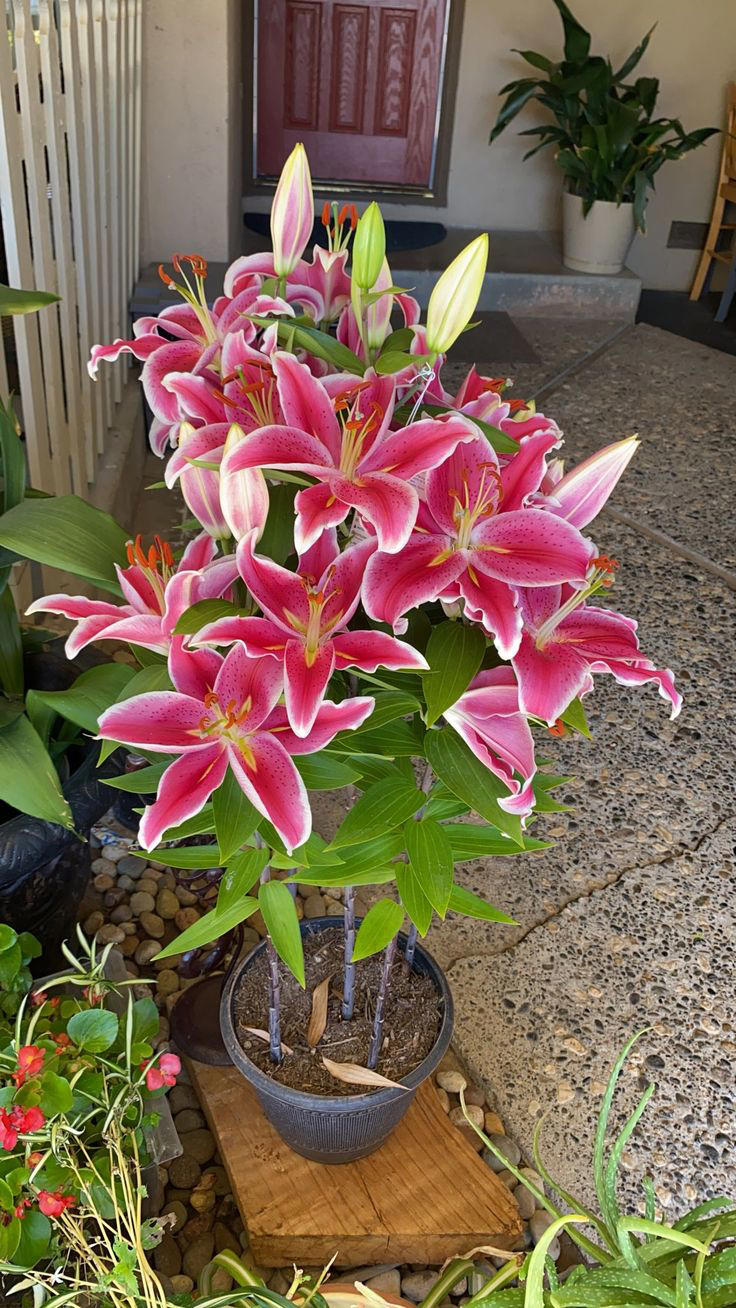 Manfaat Bunga Lily, Si Penyejuk dan Pemanis Ruangan
