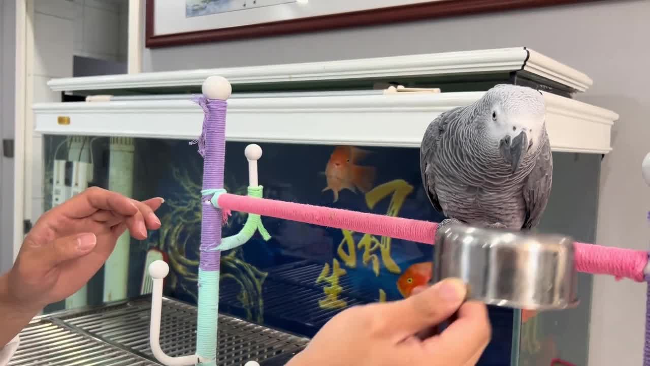 African grey parrot joins rhythmic tapping in Shandong, China