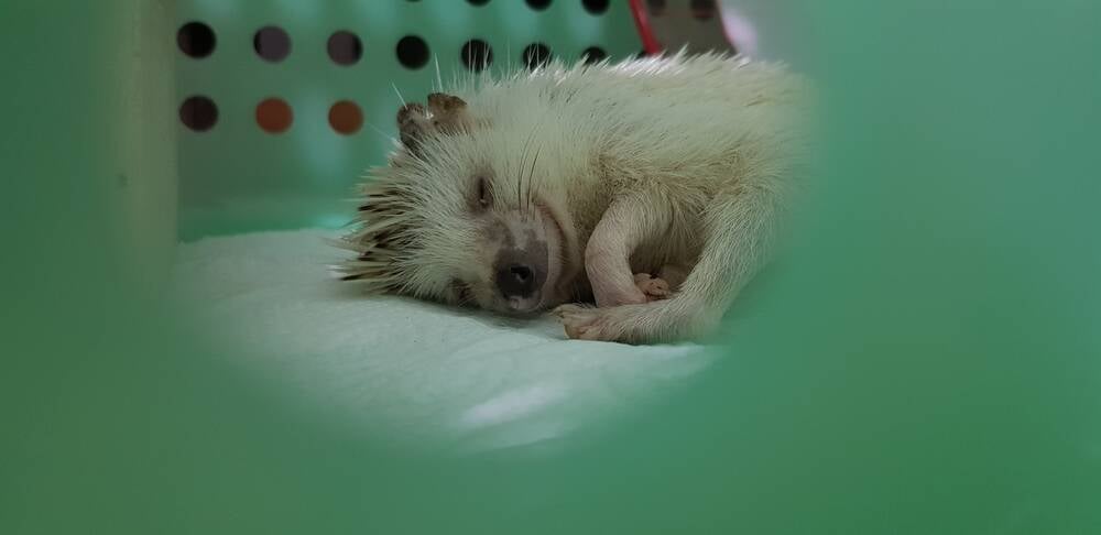 New Linux kernel patch lets you cancel hibernation mid-process