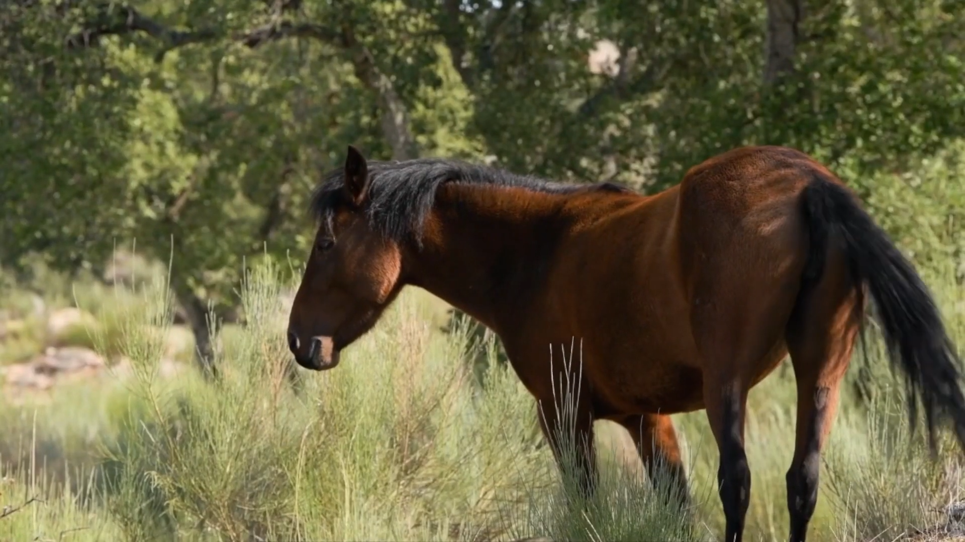 How horses are helping stop wildfires