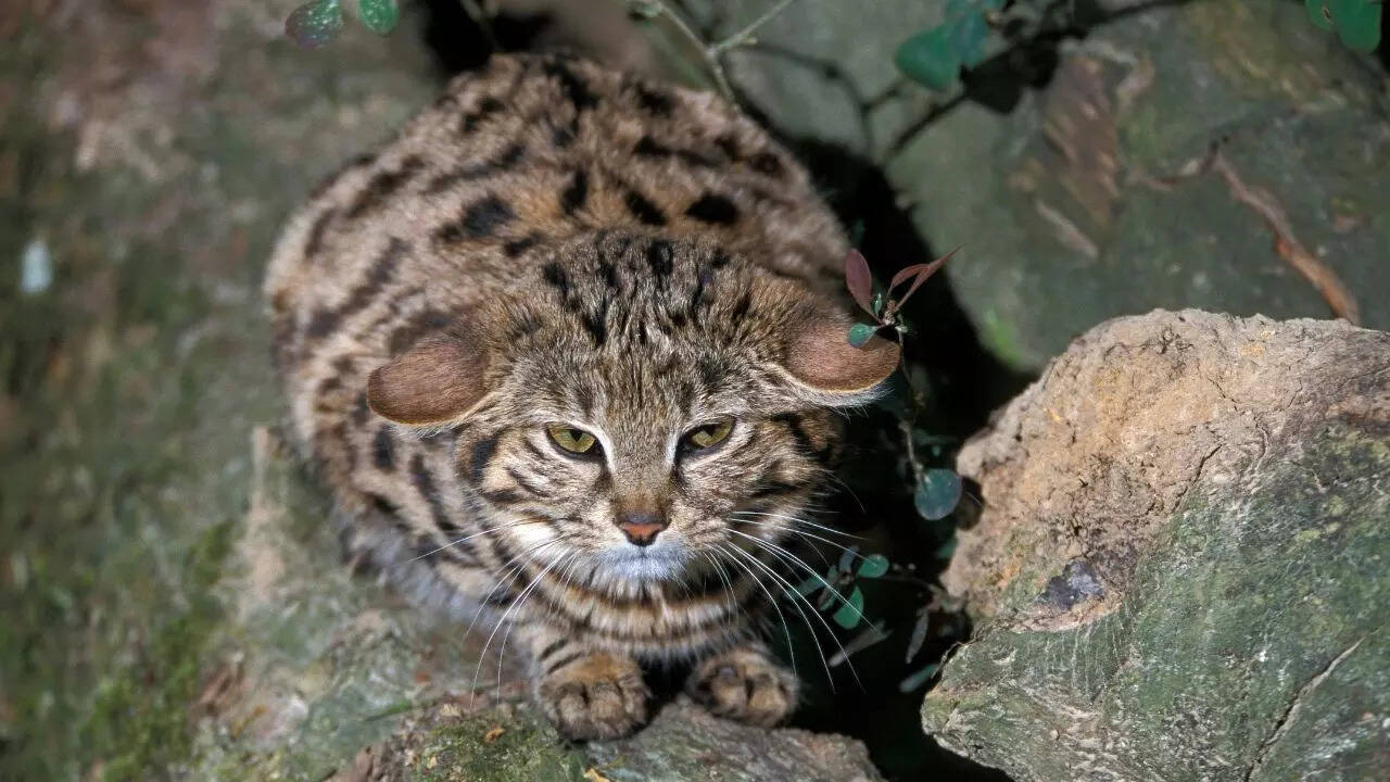 The world’s fiercest small cat: Know about the rare and remarkable ...