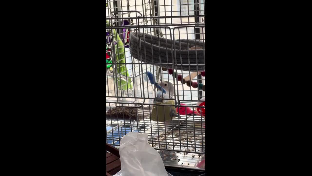 Parrot skillfully plays with rattle toy in Guangdong, China