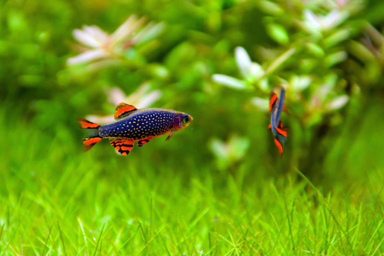 Tropical Fish Aggression 2025: Here are the 24 most and least ...
