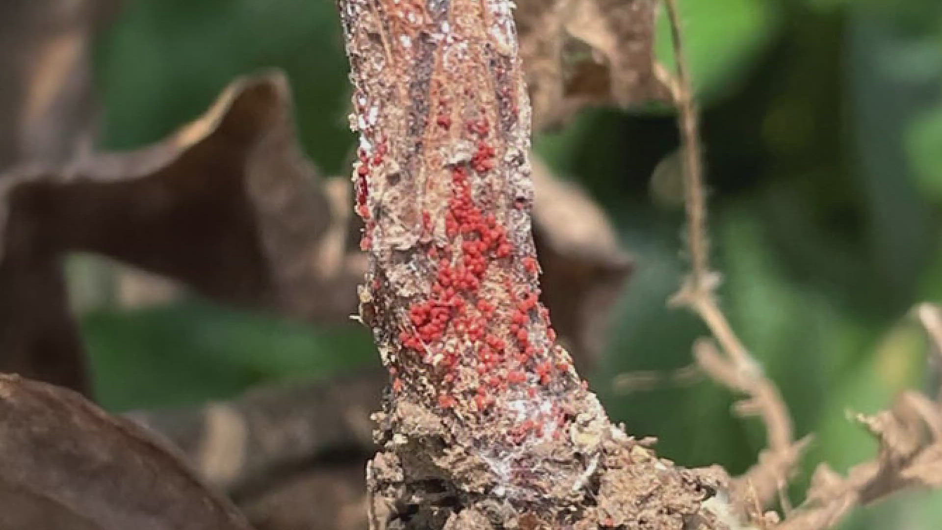 Red Crown Rot threatens soybean fields