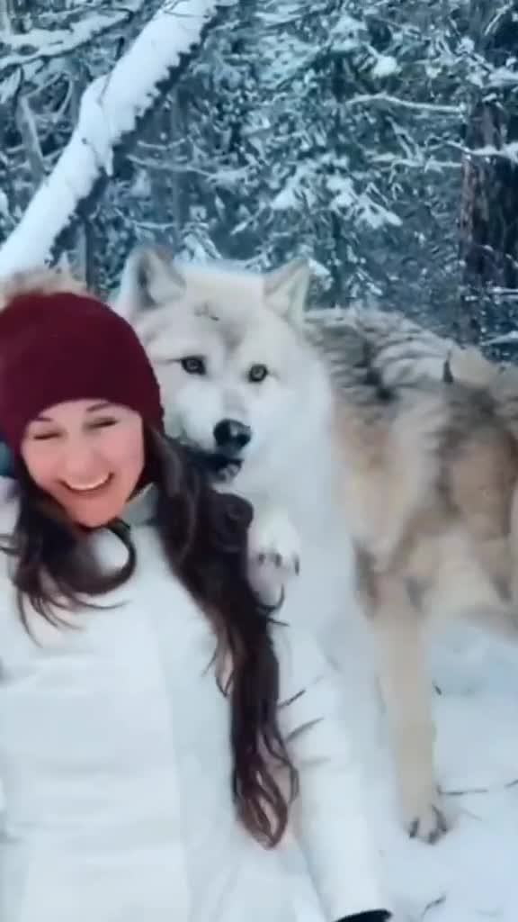 A Wolf’s Surprise Hug in a Winter Wonderland