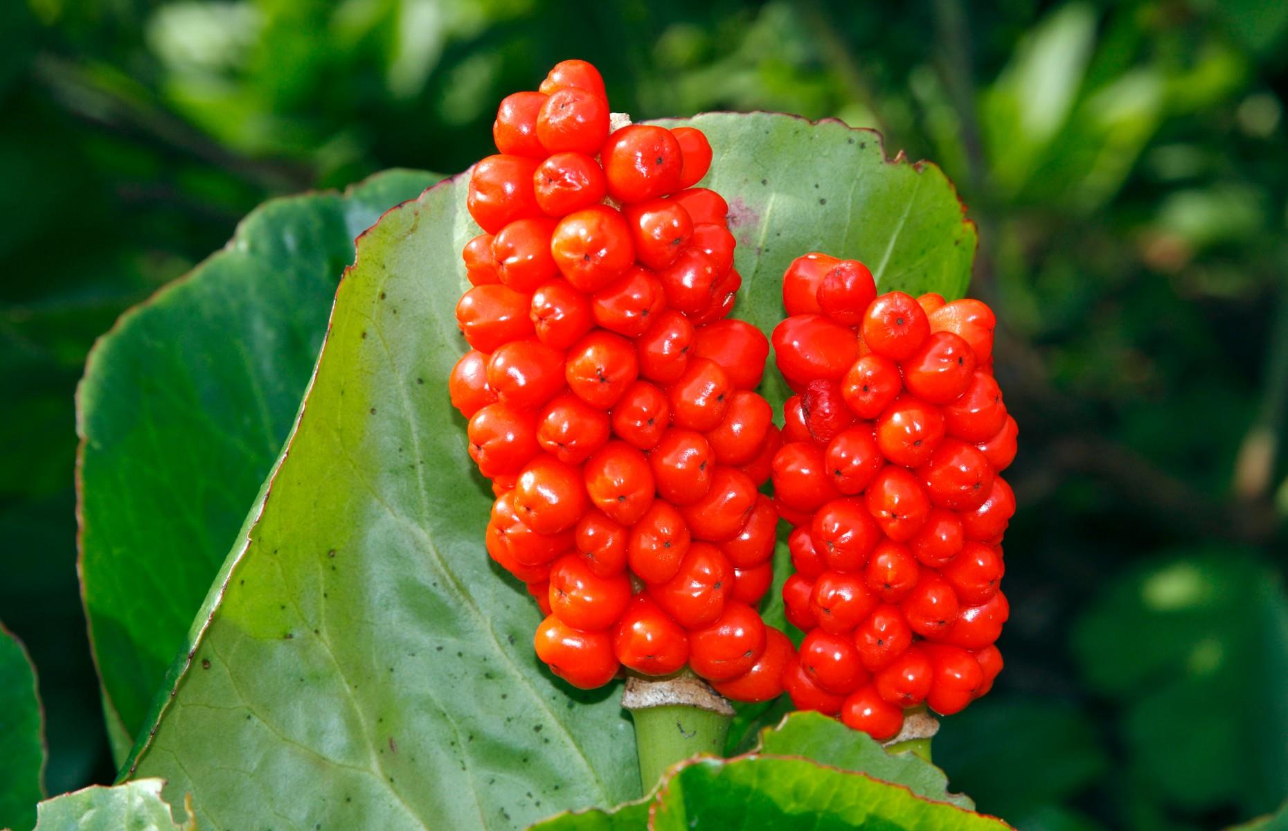 16 problem plants you should avoid