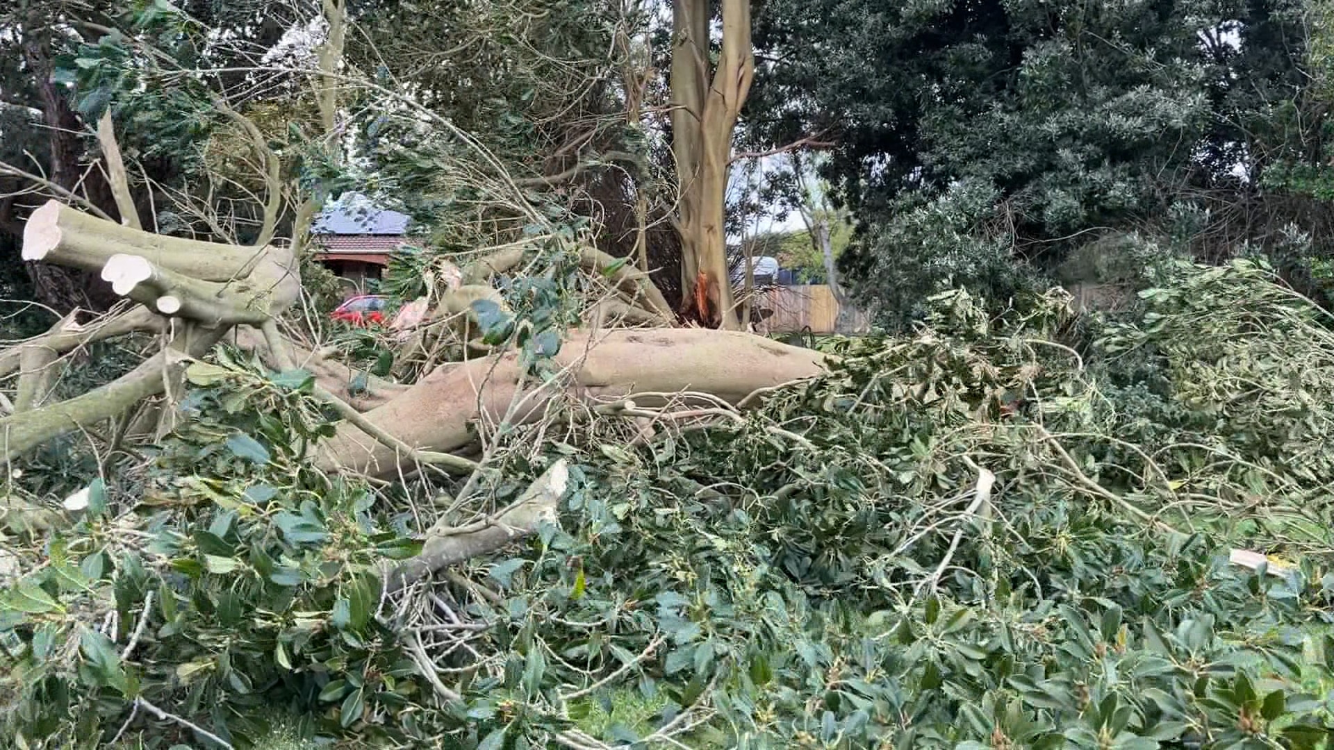Parts of NSW and Victoria 'absolutely battered' by howling winds, storm ...
