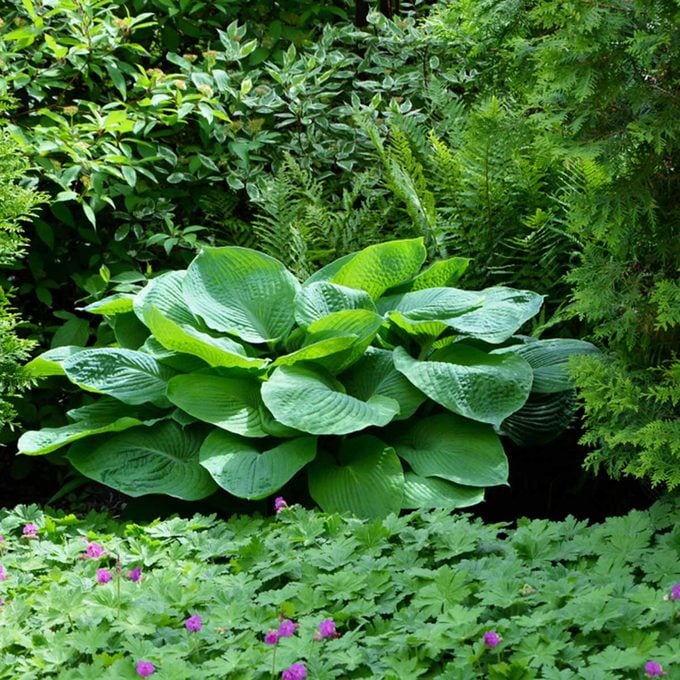 The best regions to grow hostas explained