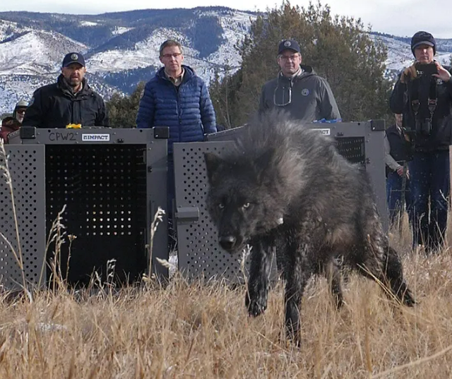 Why a Colorado ranch hand shot and killed a mother wolf