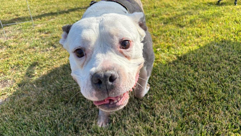 Prince George's County Council lifts 27-year ban on pit bulls
