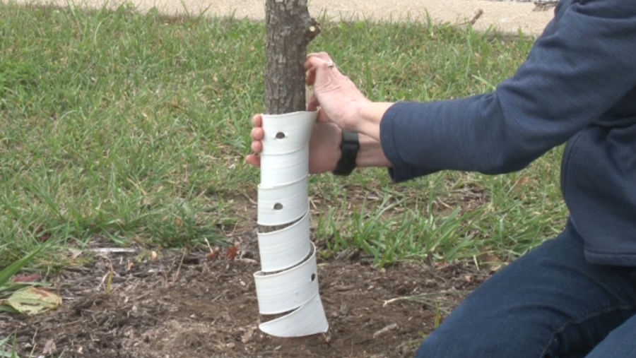 Experts warn: Protect young trees from deer damage before winter