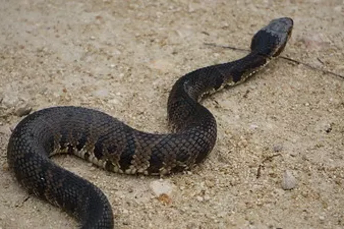 An unwanted neighbor: Heavy rain drives venomous snakes to residential ...