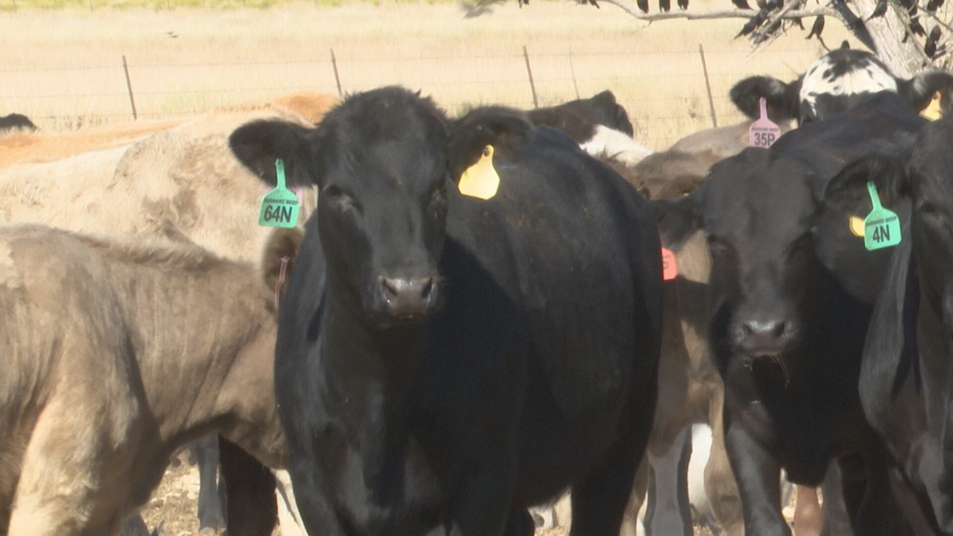 Trump beef import comments worry Central Texas ranchers