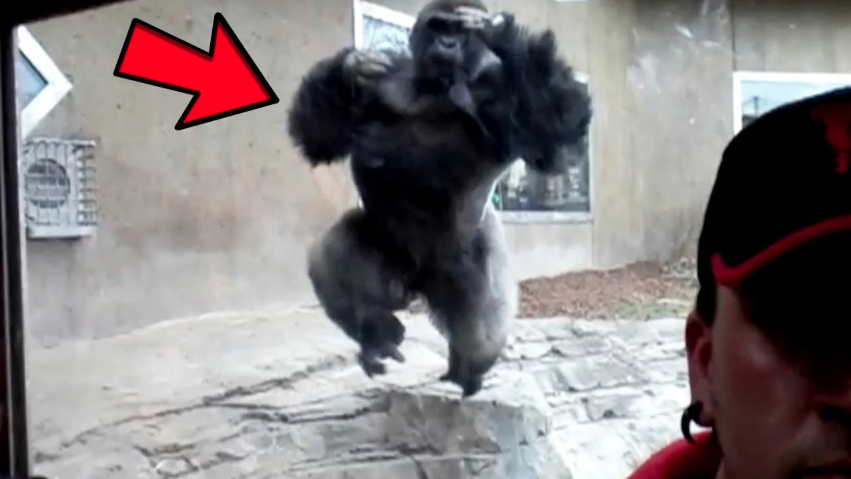 This Gorilla Wasn't Supposed to Exist - Then It Charged Our Camera at ...