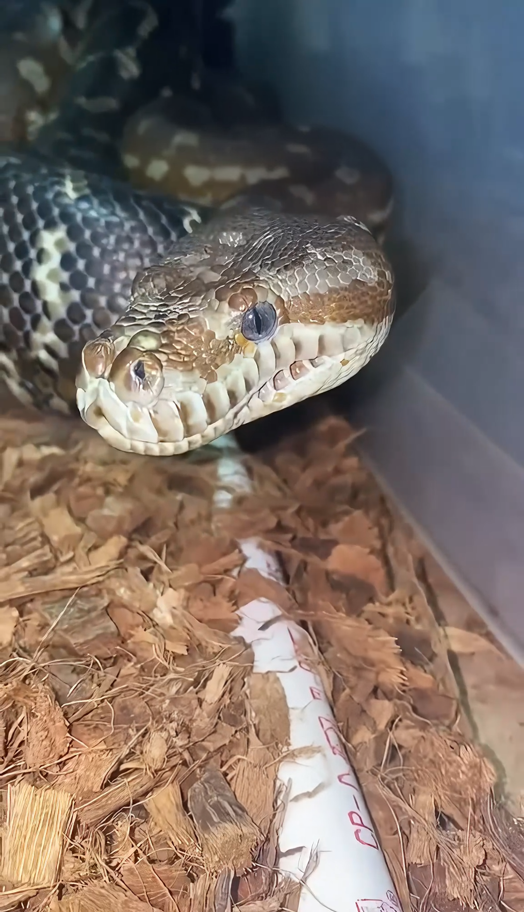 Breeding Bredli!