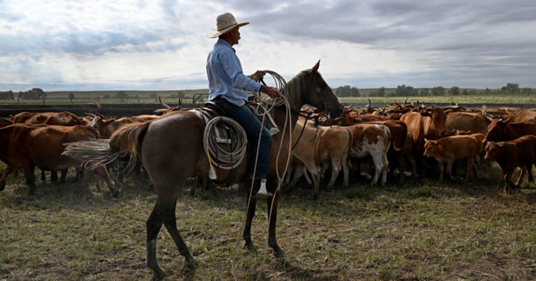Trump says U.S. cattle ranchers 'don't understand' tariffs after some ...
