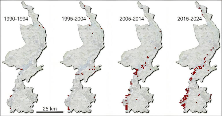 Explosive expansion of invasive marsh frogs found