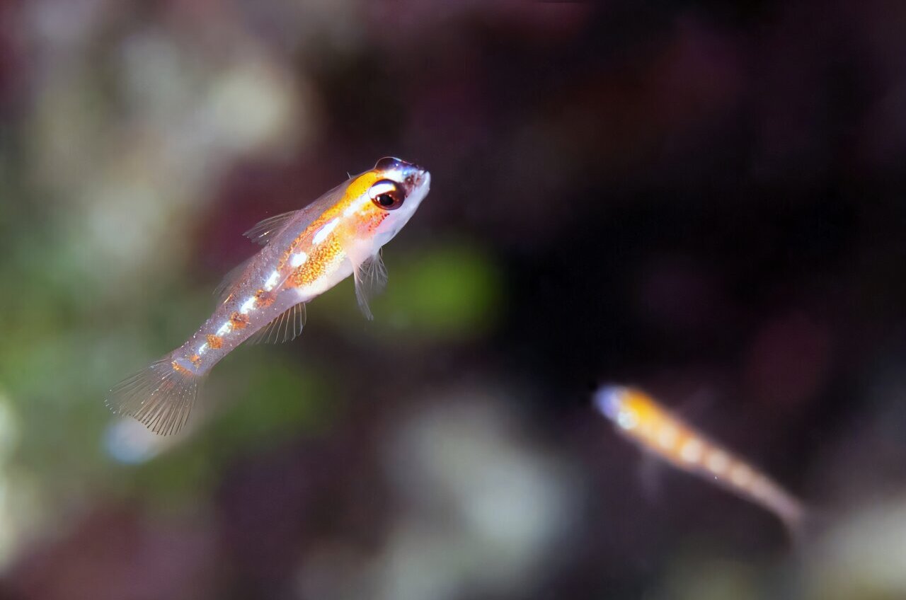 They might not be giants: The genetics behind why some fish remain tiny