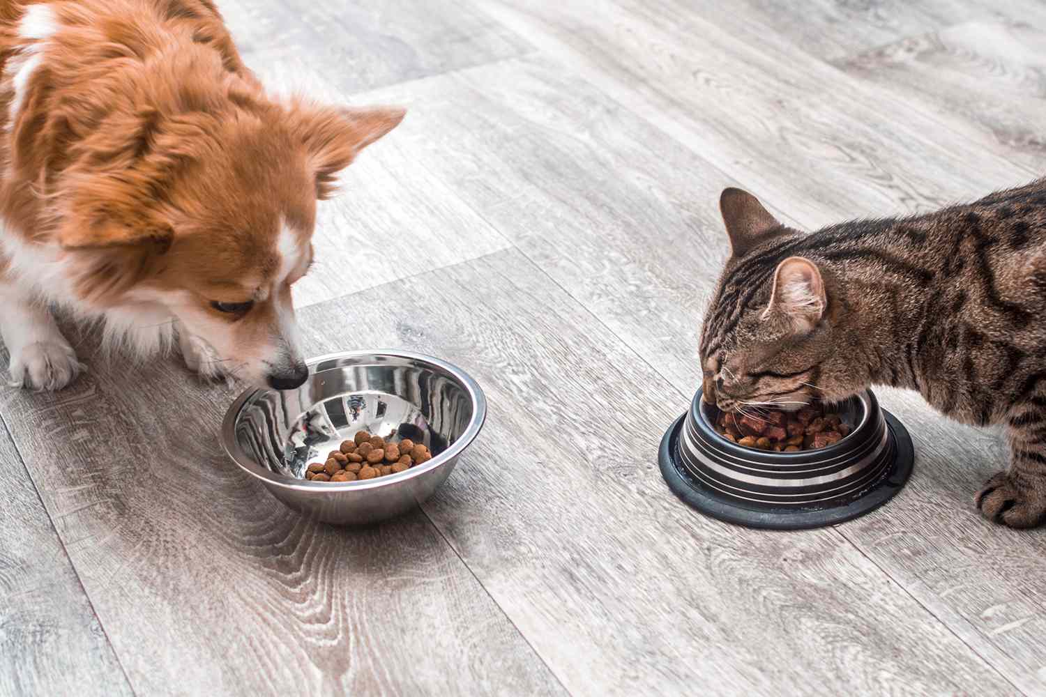 3 Popular Pet Food Brands Recall Products With Possible Salmonella(00)