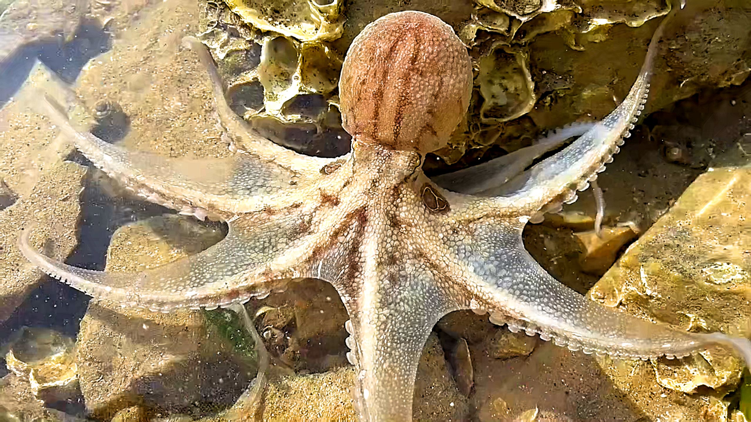 A White Octopus Fully Spreads Its Arms