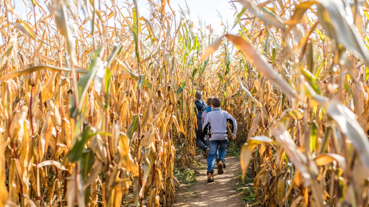 Must experience fall festivals in the USA for 2025