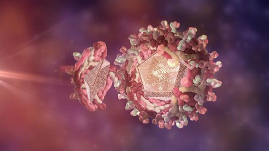 West Nile virus structure, illustration