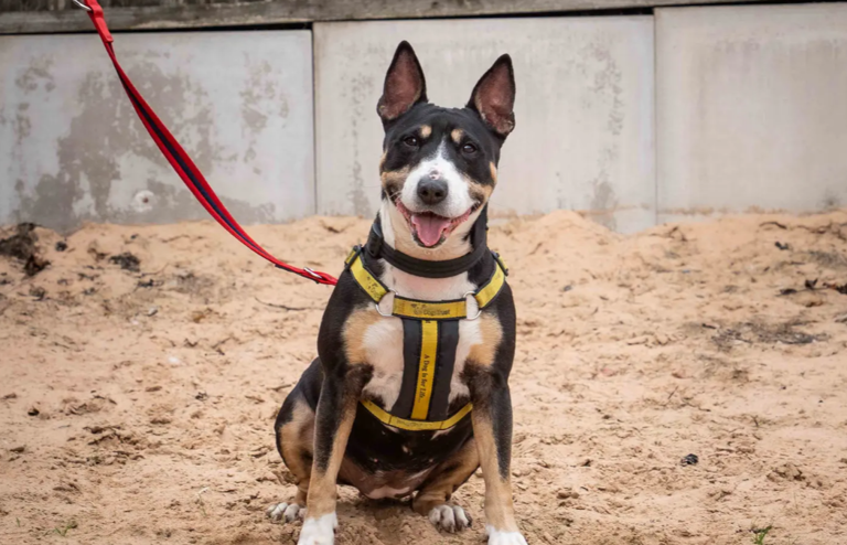 15 loving dogs looking for forever homes in Nottinghamshire and the ...