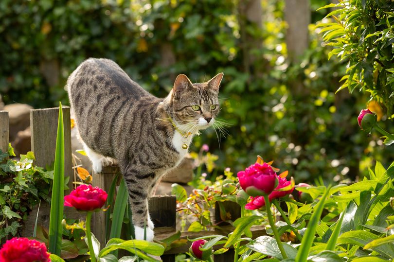 View of Cats won't destroy garden plants if you use spray with simple homemade ...