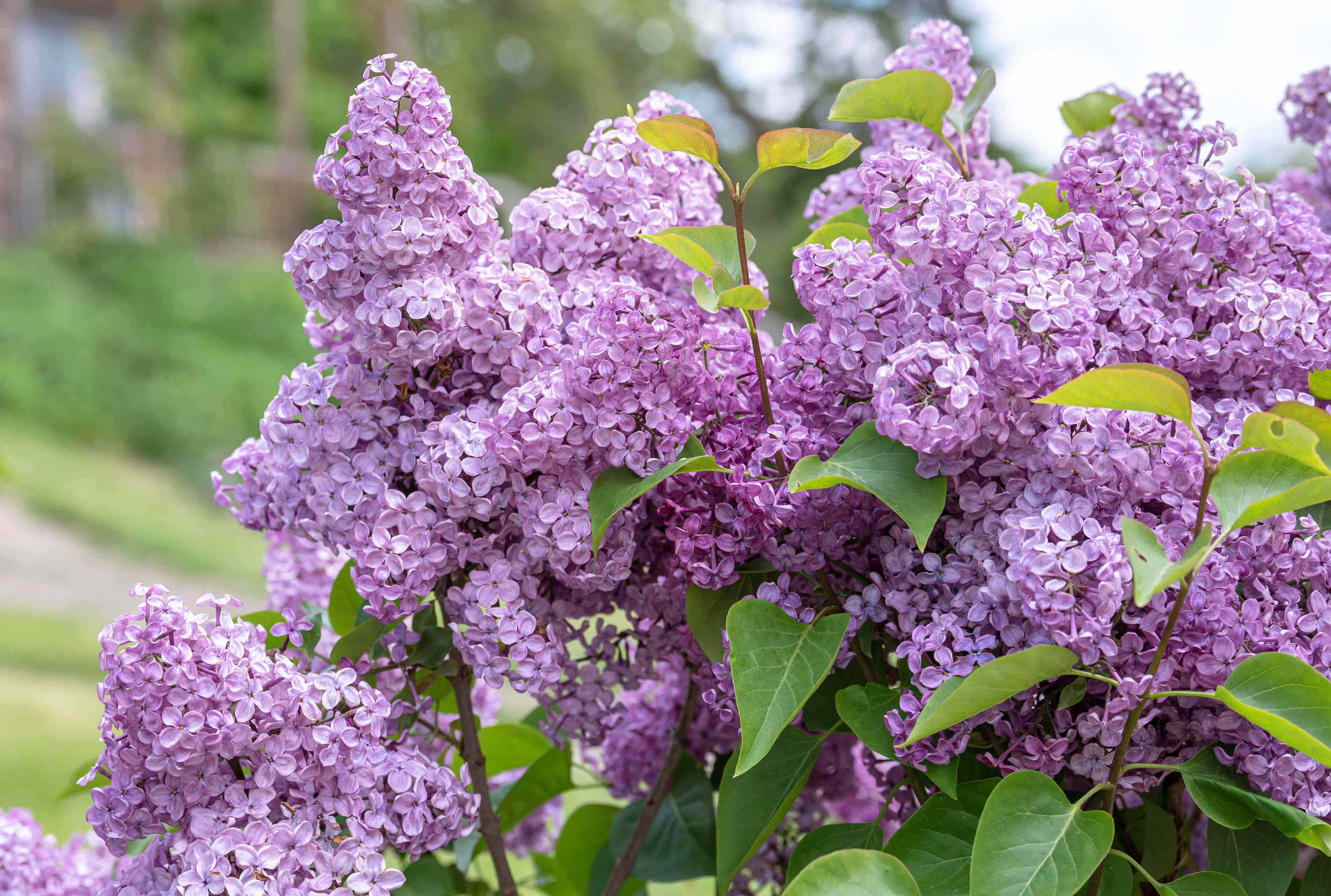 Plant these 7 shrubs in October for a stunning garden come springtime