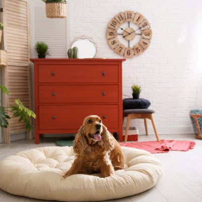 犬がいる部屋にNGな『インテリア』7選 健康被害をもたらすモノや安全に暮らすための対策とは？
