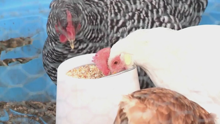 Grant County Health District reports first case of avian flu found in ...