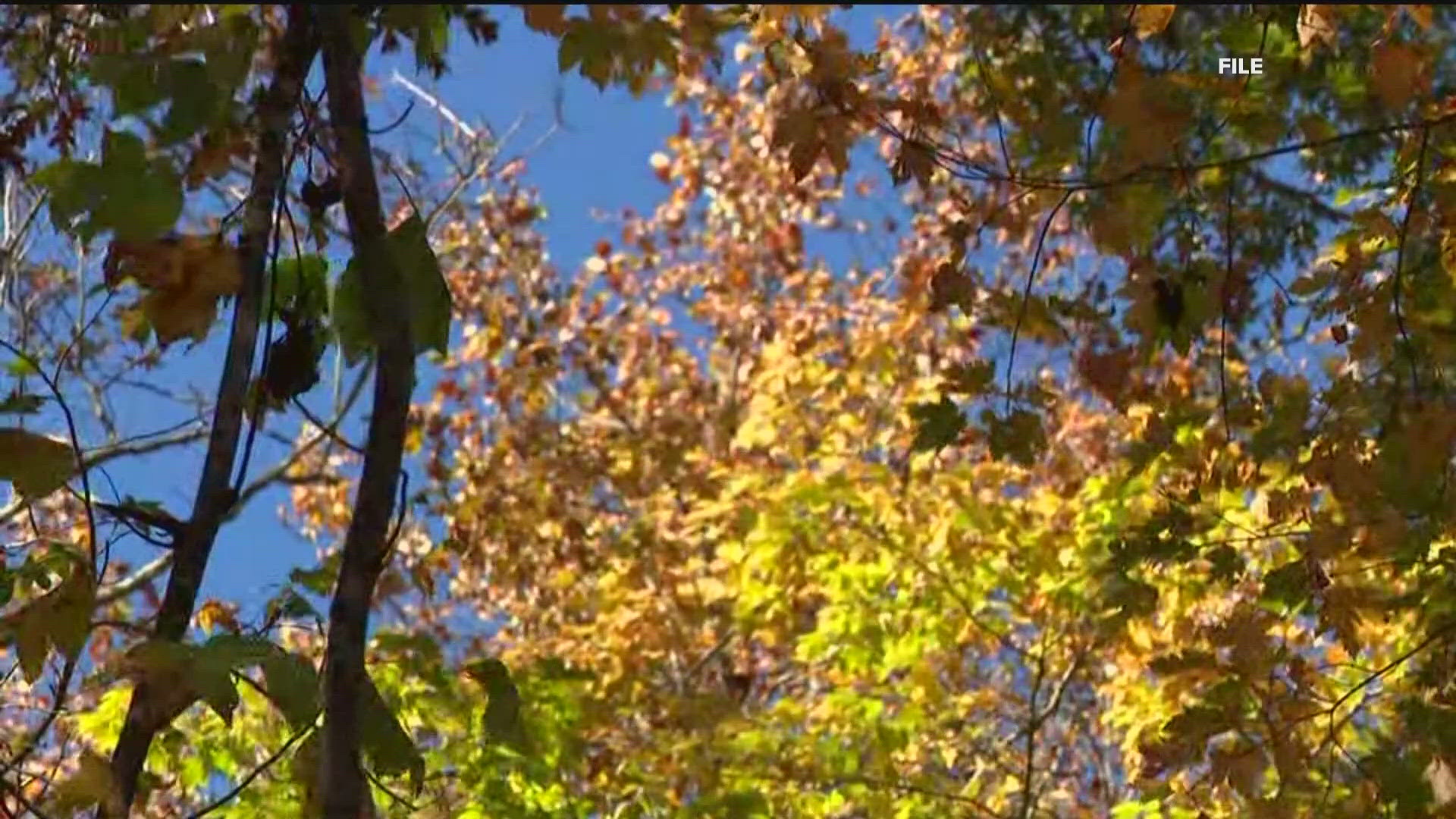 Fall foliage is emerging across the north Georgia mountains; how the ...