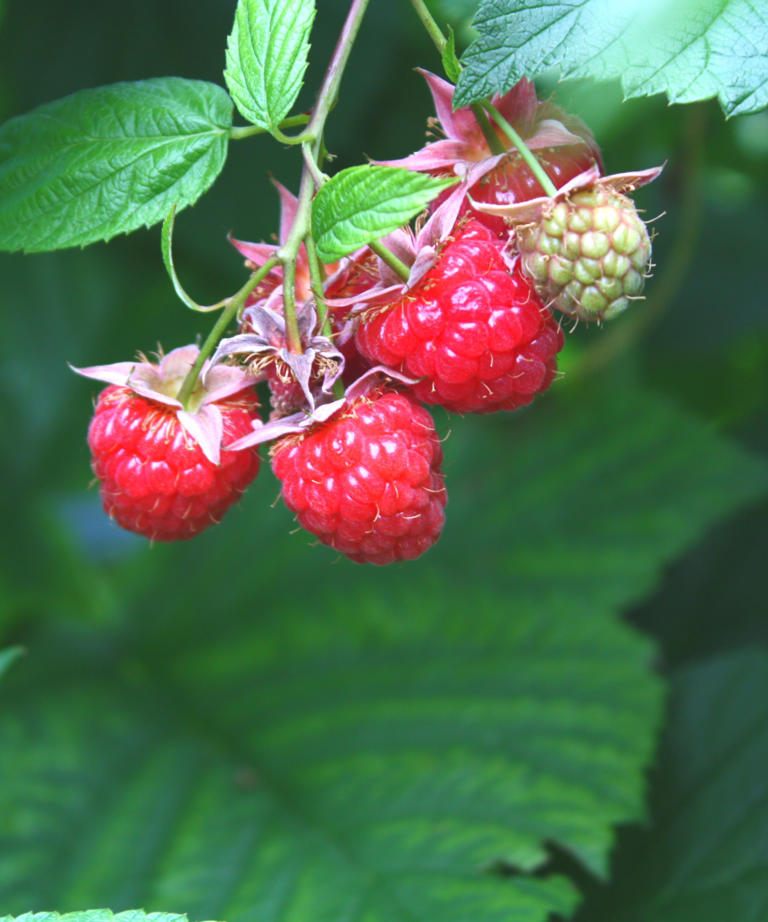 You can grow berries in containers in small spaces – here are the 5 ...