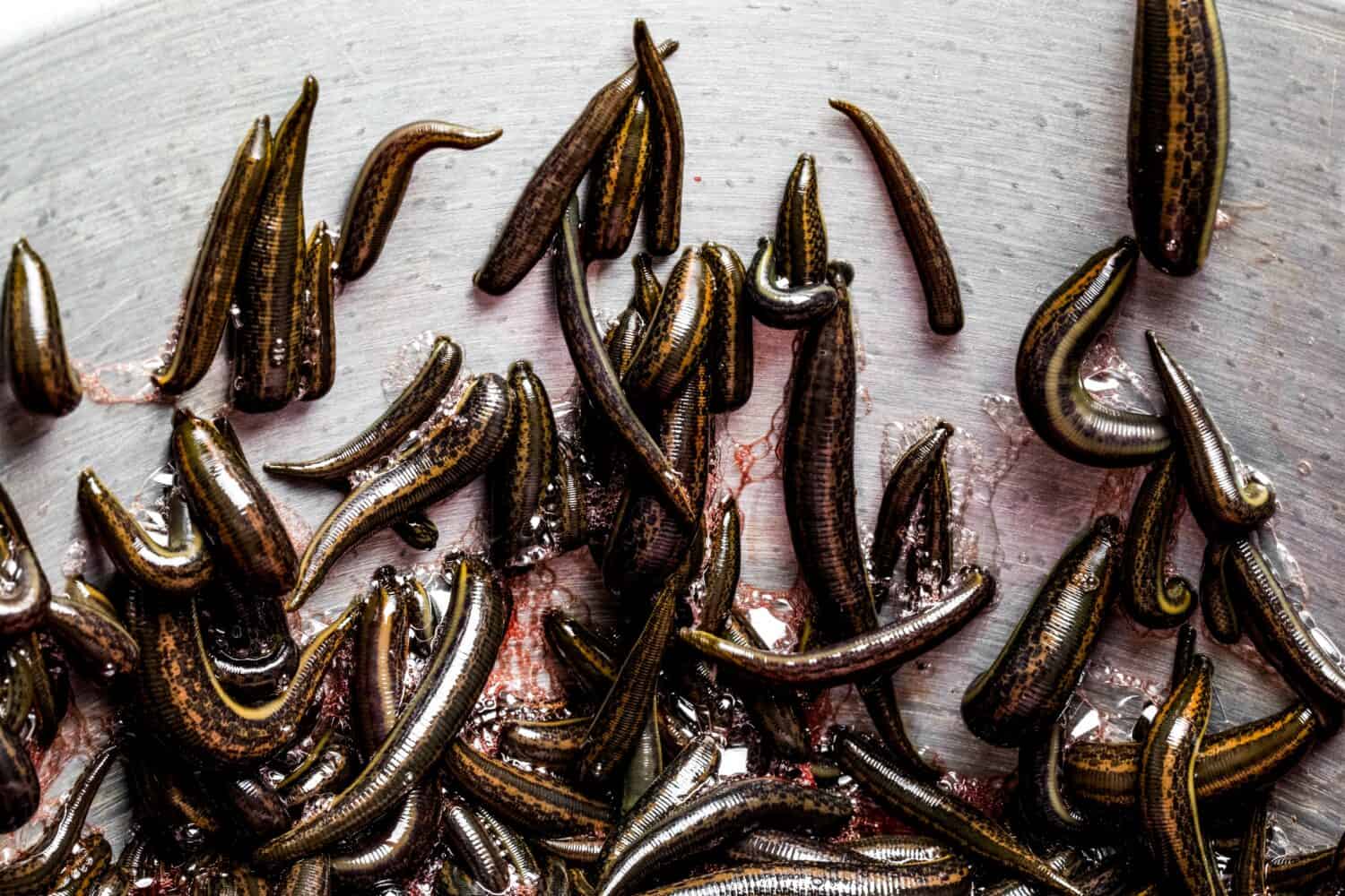 These animals are nature’s pharmacists