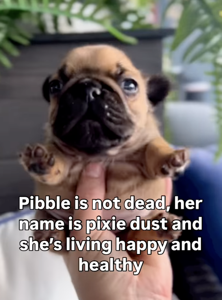 Pug Dog Price In India I Pugging Love You Pug Dog Pet Animal Lover T Shirt  Meme Gift Funny Top Tee Style Unisex Gamer Movie Music 971 Hide Vlt 0102, image size:768x1041