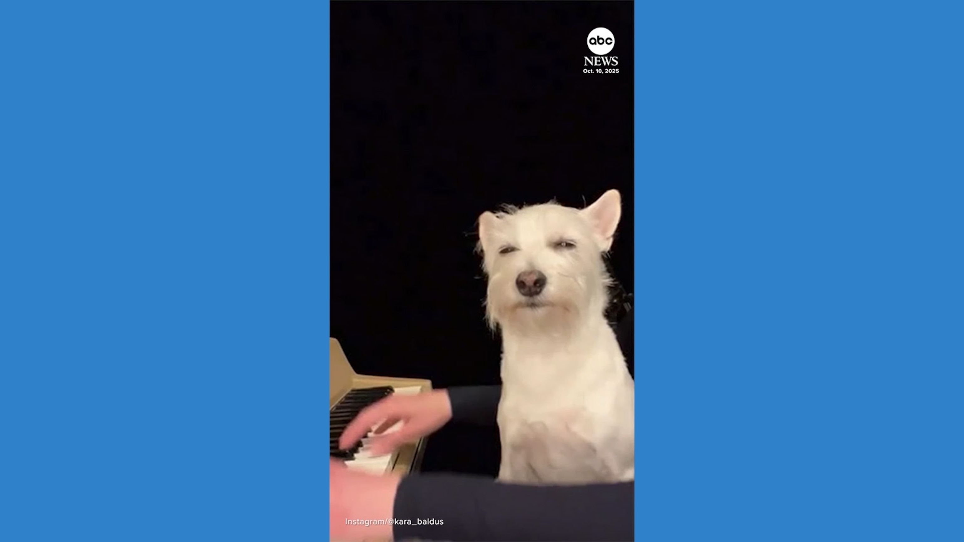 Dog goes viral for loving mom's music