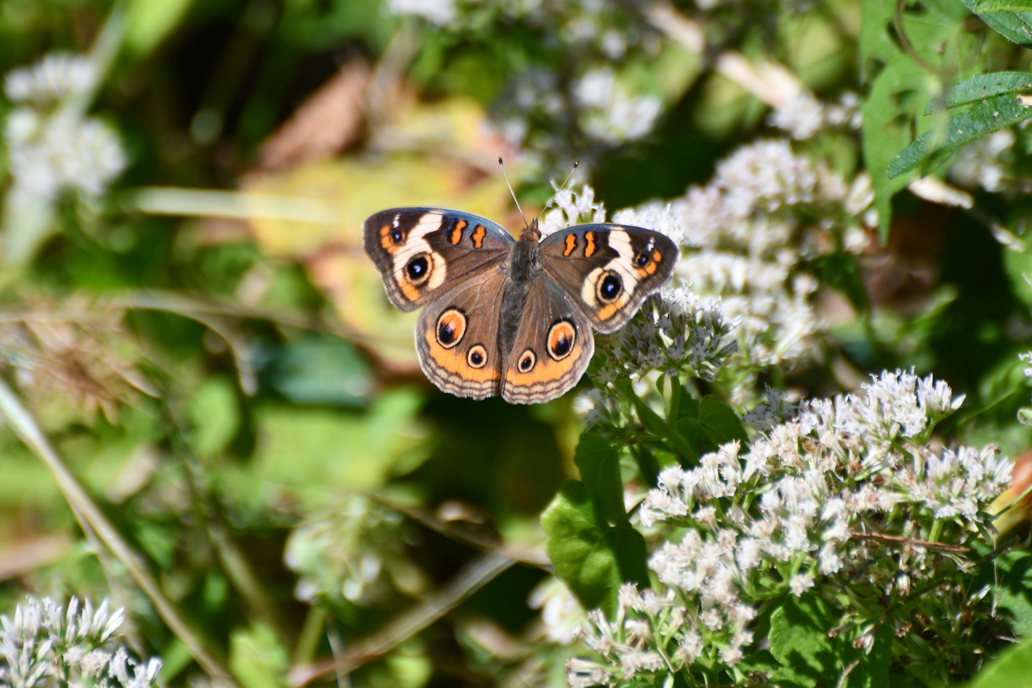 This reporter is really into bugs. Cool insects to see this fall in ...