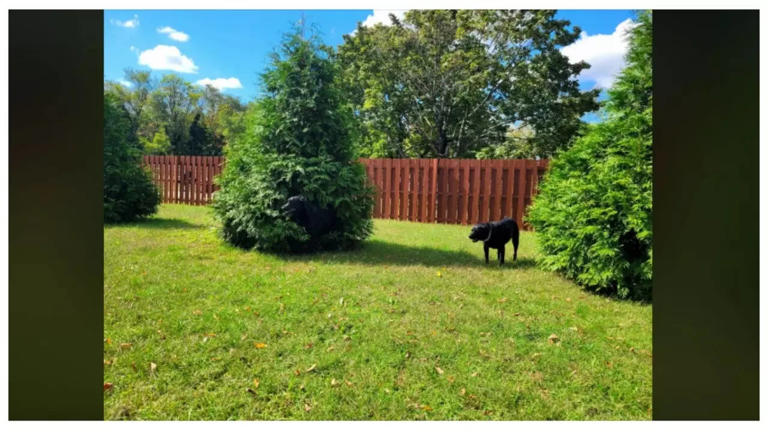 Optical illusion: Only those with hawk eyes can spot the ‘other’ dog in ...